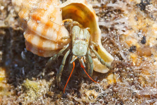 Image of Mediterranean intertidal hermit crab