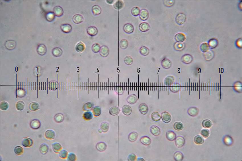 صورة Leucopaxillus gentianeus (Quél.) Kotl. 1966