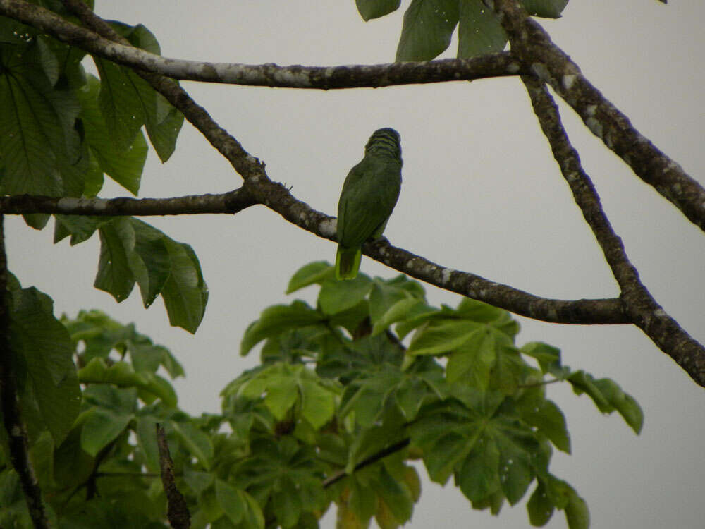 Image of Amazon parrots