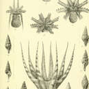 Image of Amphioctopus polyzenia (Gray 1849)