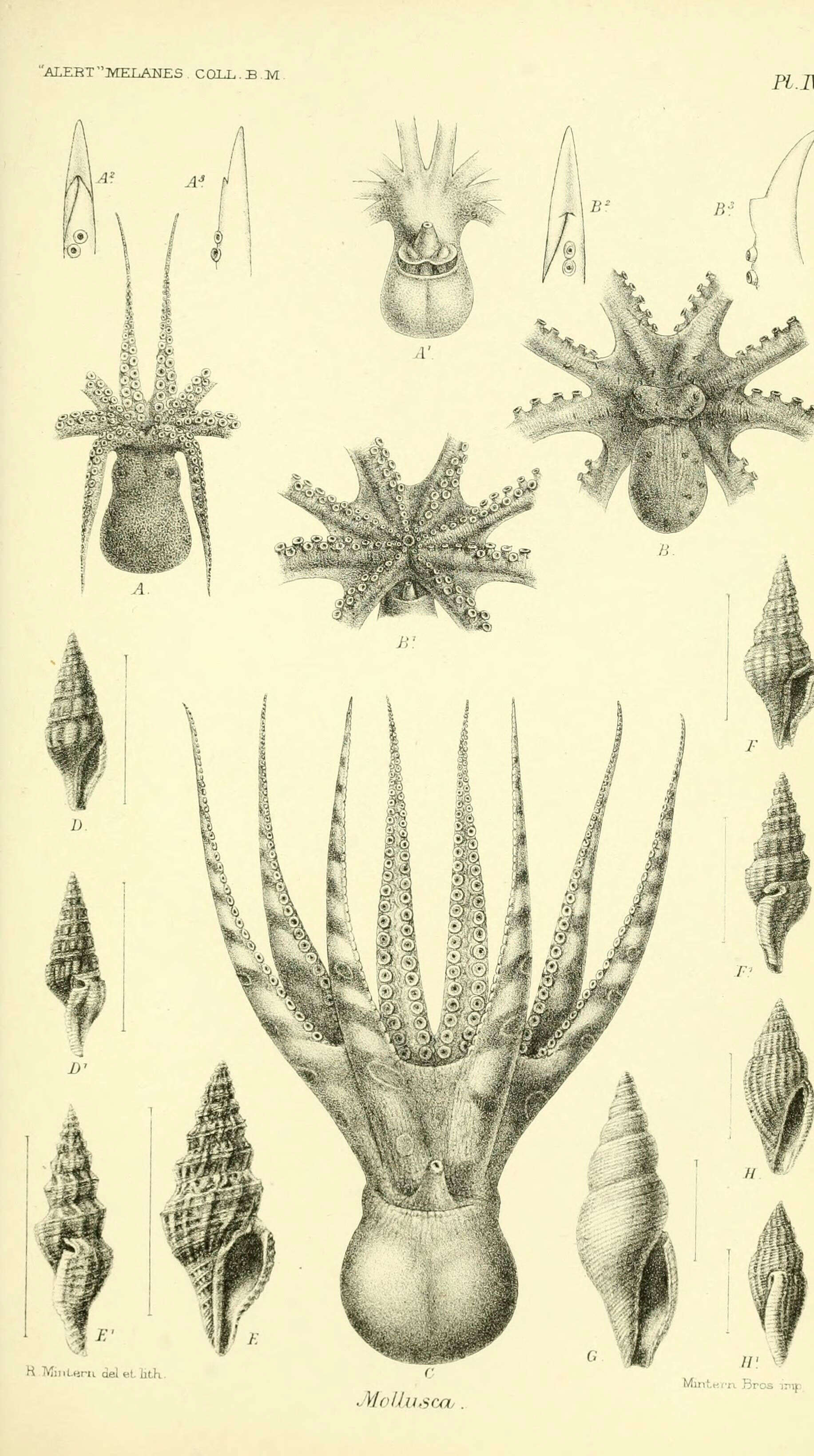 Image of molluscs