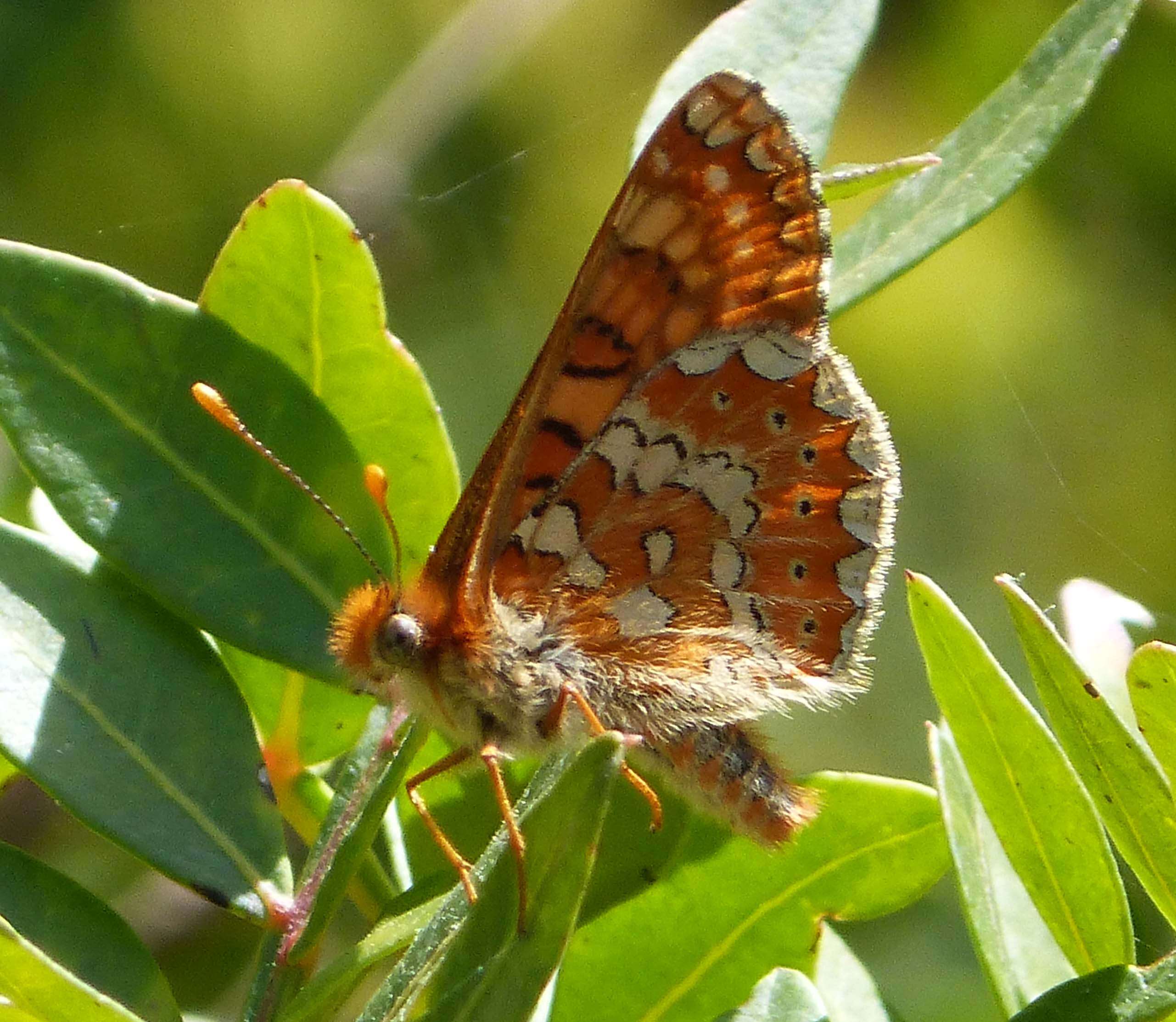 Image of Euphydryas aurinia beckeri