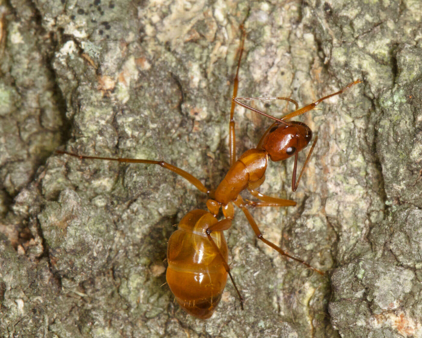 Image of Camponotus americanus Mayr 1862