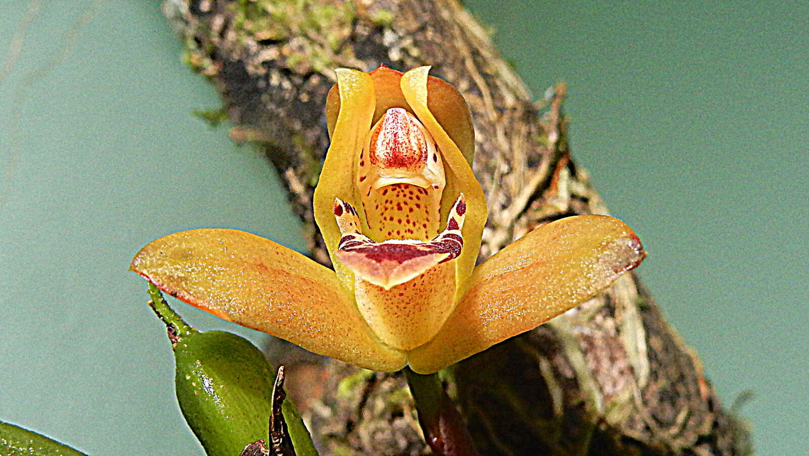 Image of Maxillaria rufescens Lindl.