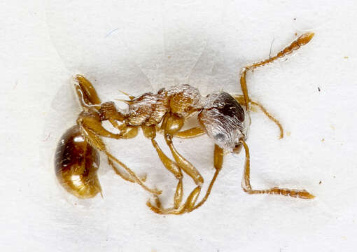 Image of Myrmica ruginodis Nylander 1846