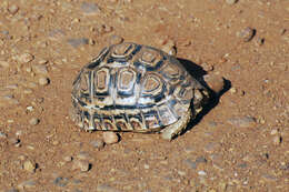 Image of Stigmochelys