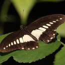 Image of White-banded Swallowtail