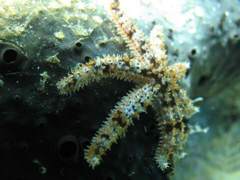 Image of white starfish