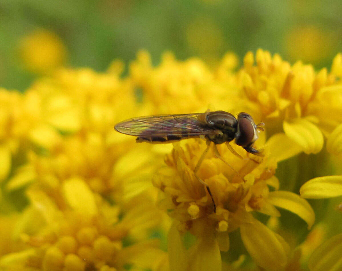 Image of Syrphid fly