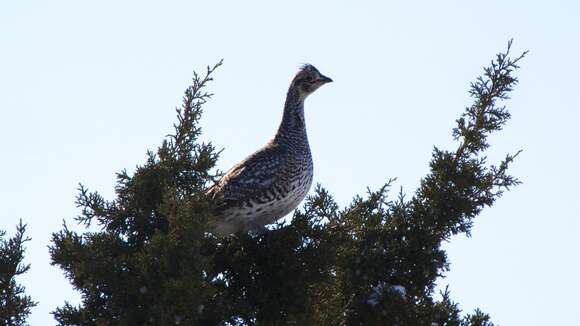 Image of Sharp-tailed Grouse