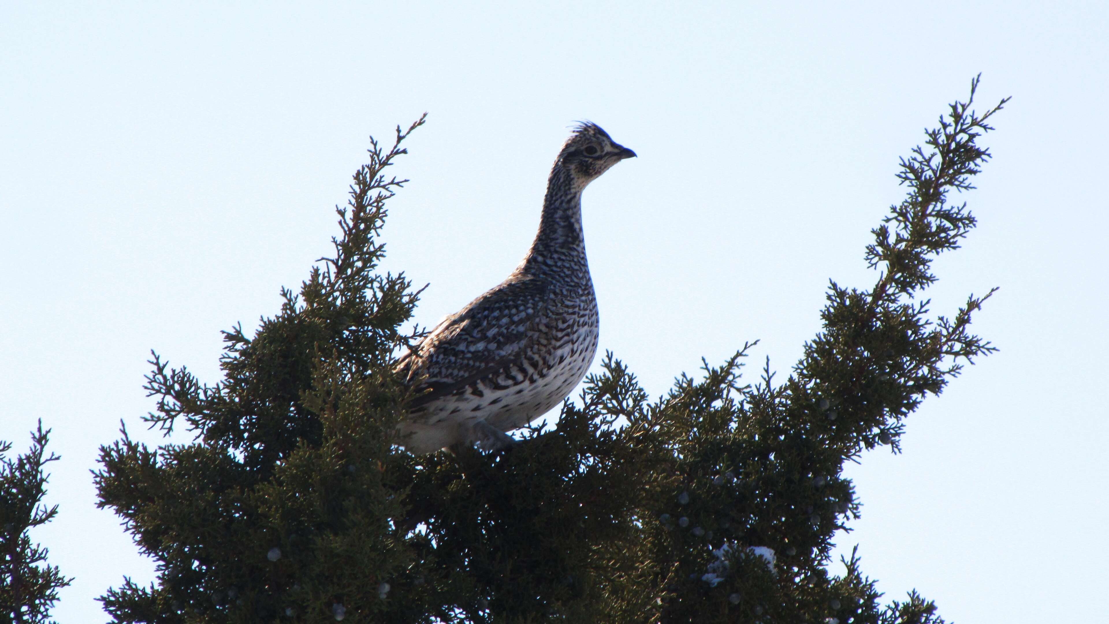 Image of prairie-chickens:  greater prairie-chicken; lesser prairie-chicken