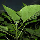 Imagem de Clerodendrum philippinense Elmer