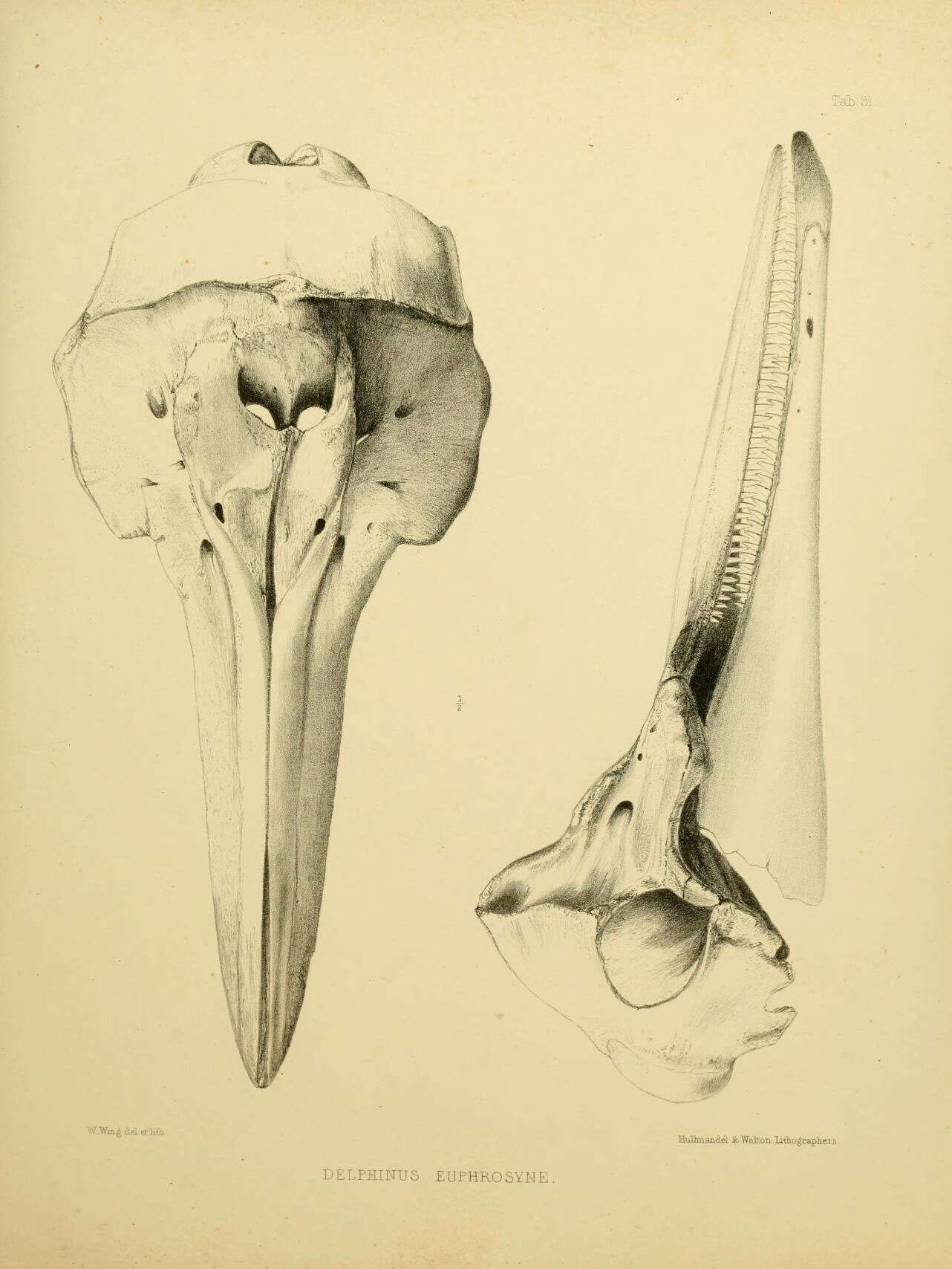 Слика од Delphinus euphrosyne