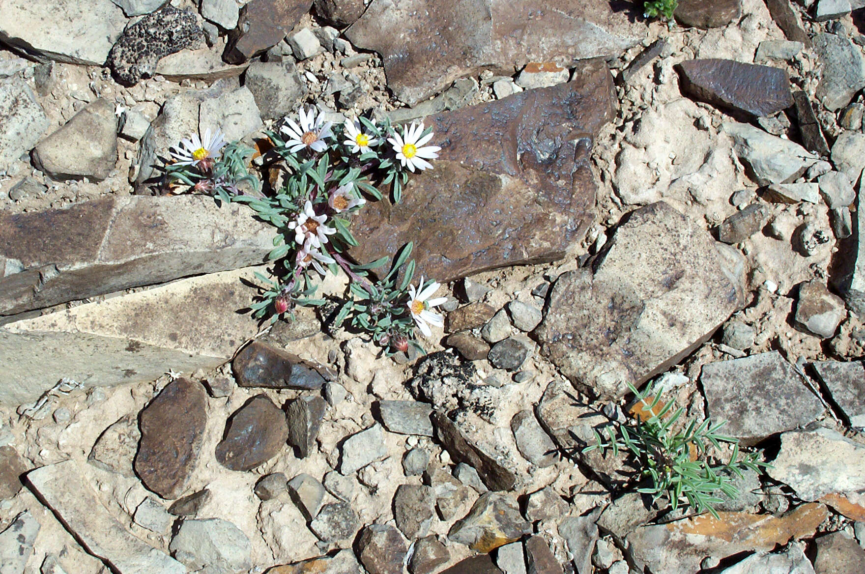 Image of hairy Townsend daisy