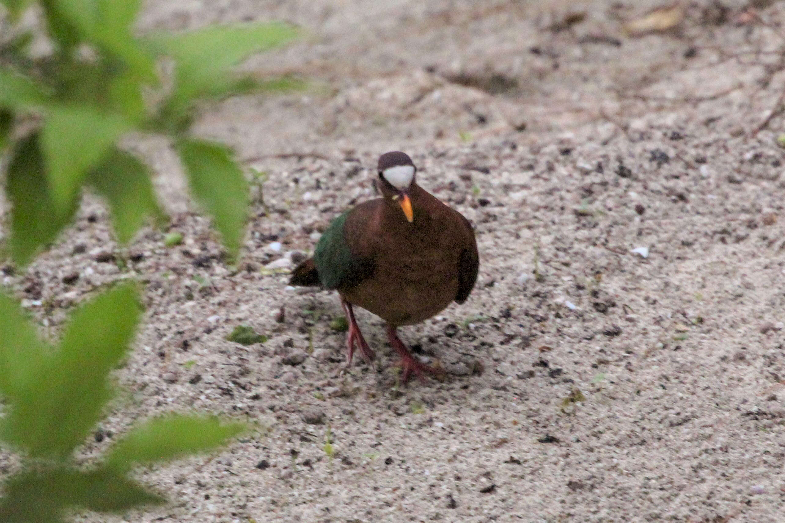 Image of Emerald Dove