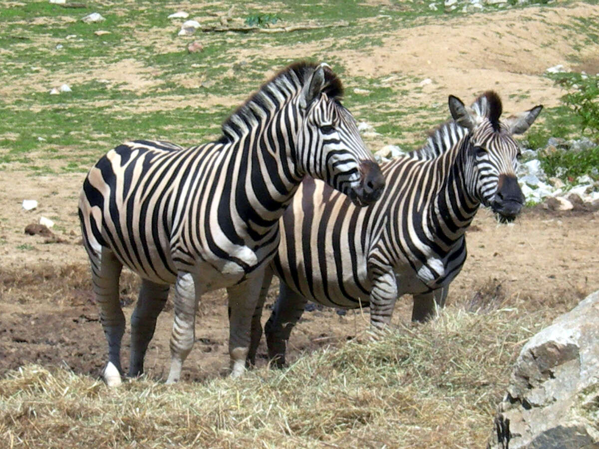 Image of Burchell's Zebra