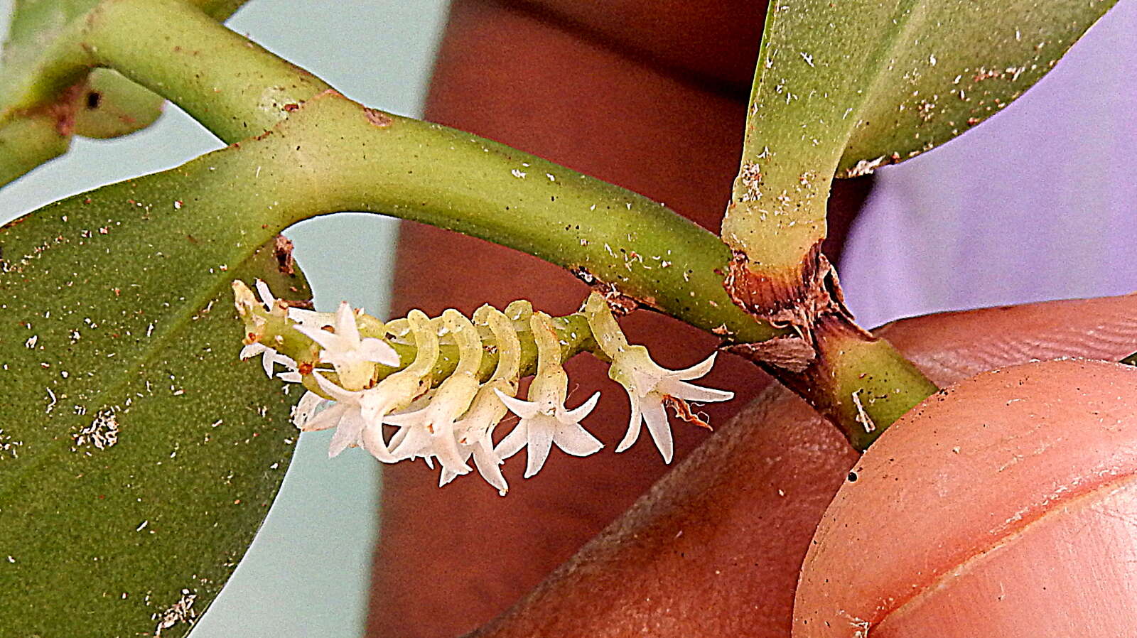 Image of Bentspur orchids