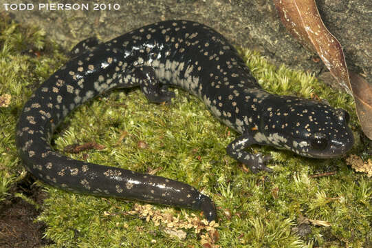 Image of Woodland salamander