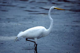 Image of Ardea Linnaeus 1758