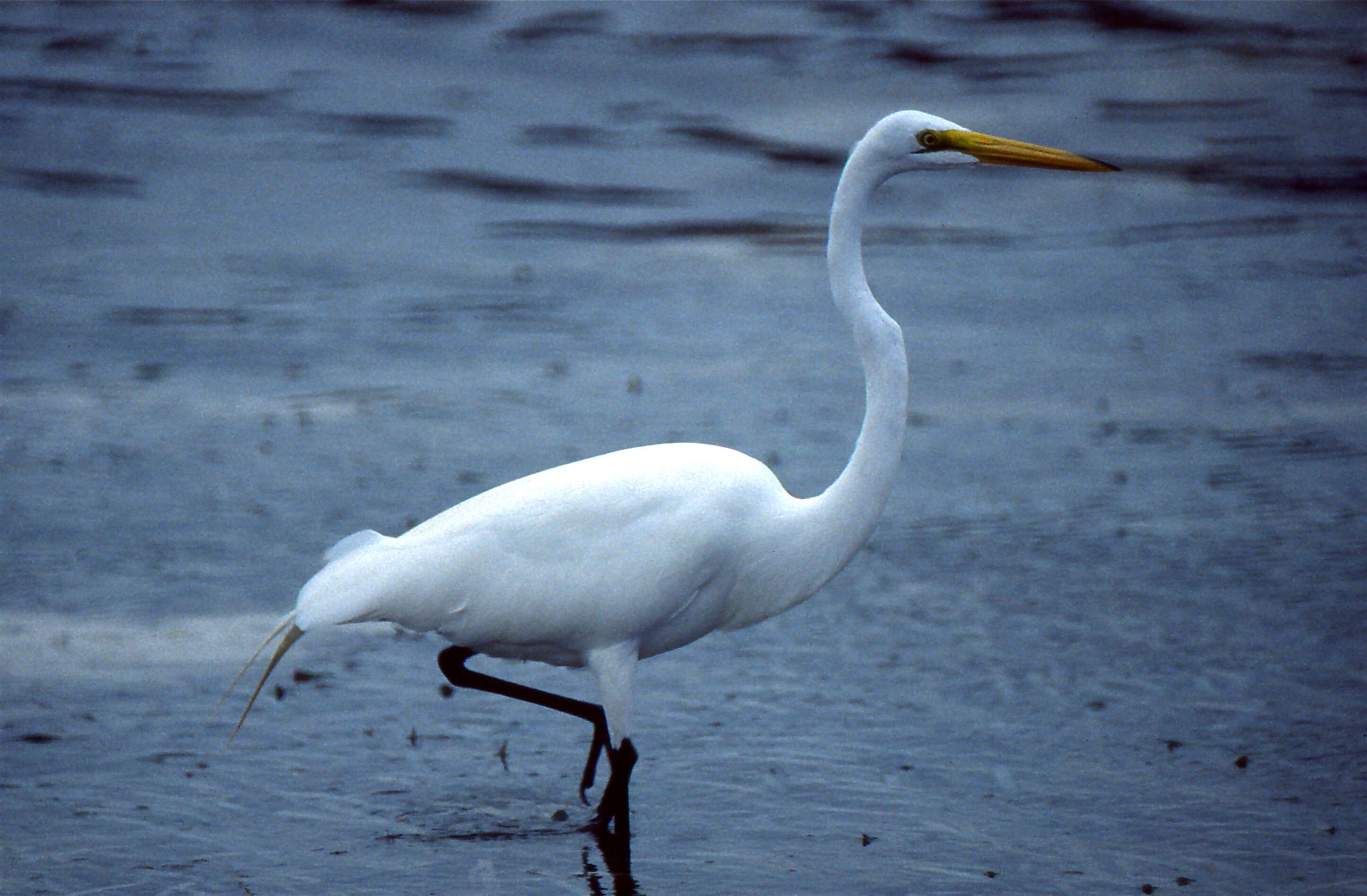 Image of Ardea Linnaeus 1758