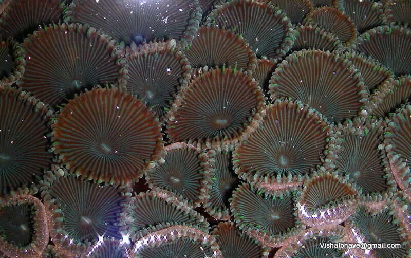 Image of zoanthids