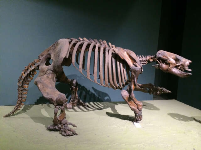 Image of mylodont ground sloths