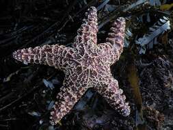 Image of ochre sea star