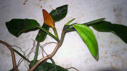 Philodendron blanchetianum Schott resmi