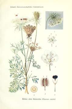 Image of wild carrot