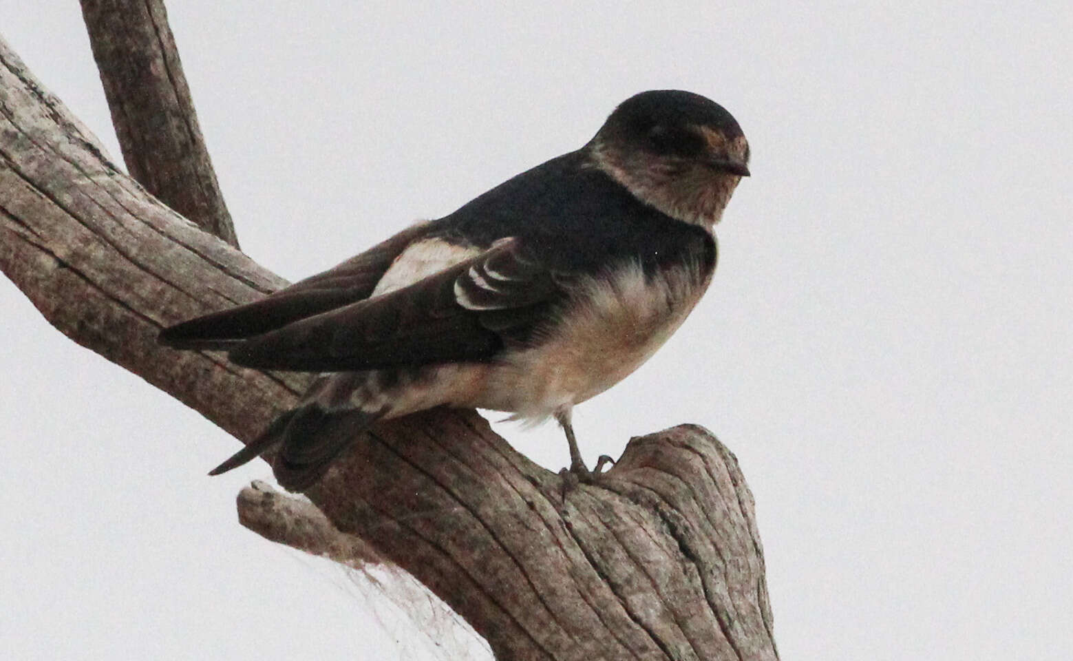 Image of Tree Martin