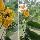 Senna macrophylla var. gigantifolia (Britton & Killip) H. S. Irwin & Barneby resmi