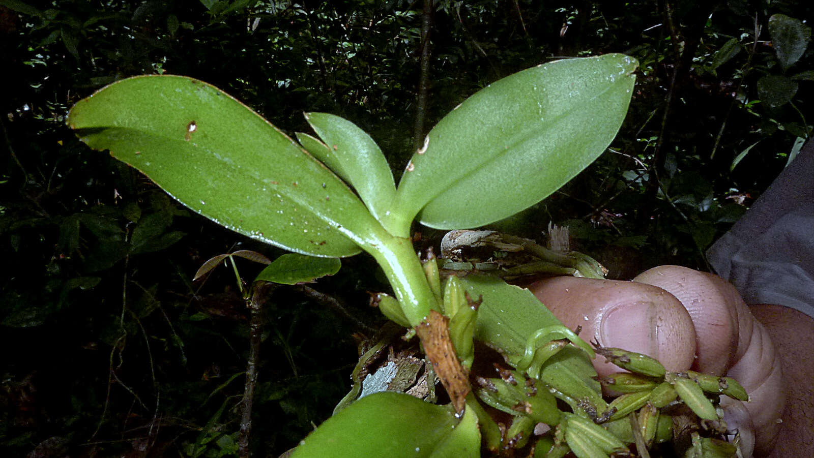 Image of Bentspur orchids