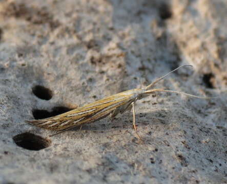 Image of Coleophora lixella Zeller 1849