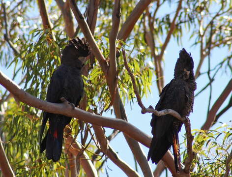 Image of Calyptorhynchus Desmarest 1826