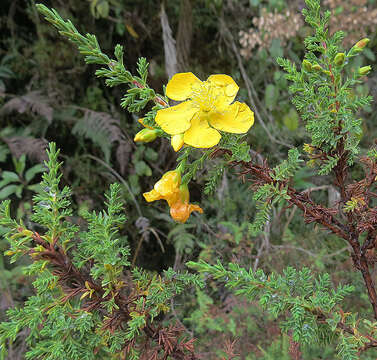 Image of Hypericum laricifolium Juss.