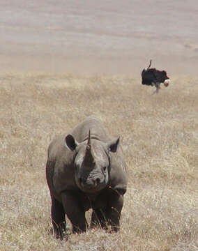 Image of Black Rhinoceros