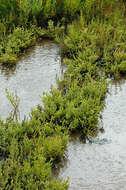 Слика од Salicornia nitens P. W. Ball & Tutin