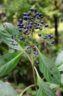 Imagem de Hydrangea febrifuga (Lour.) Y. De Smet & Granados