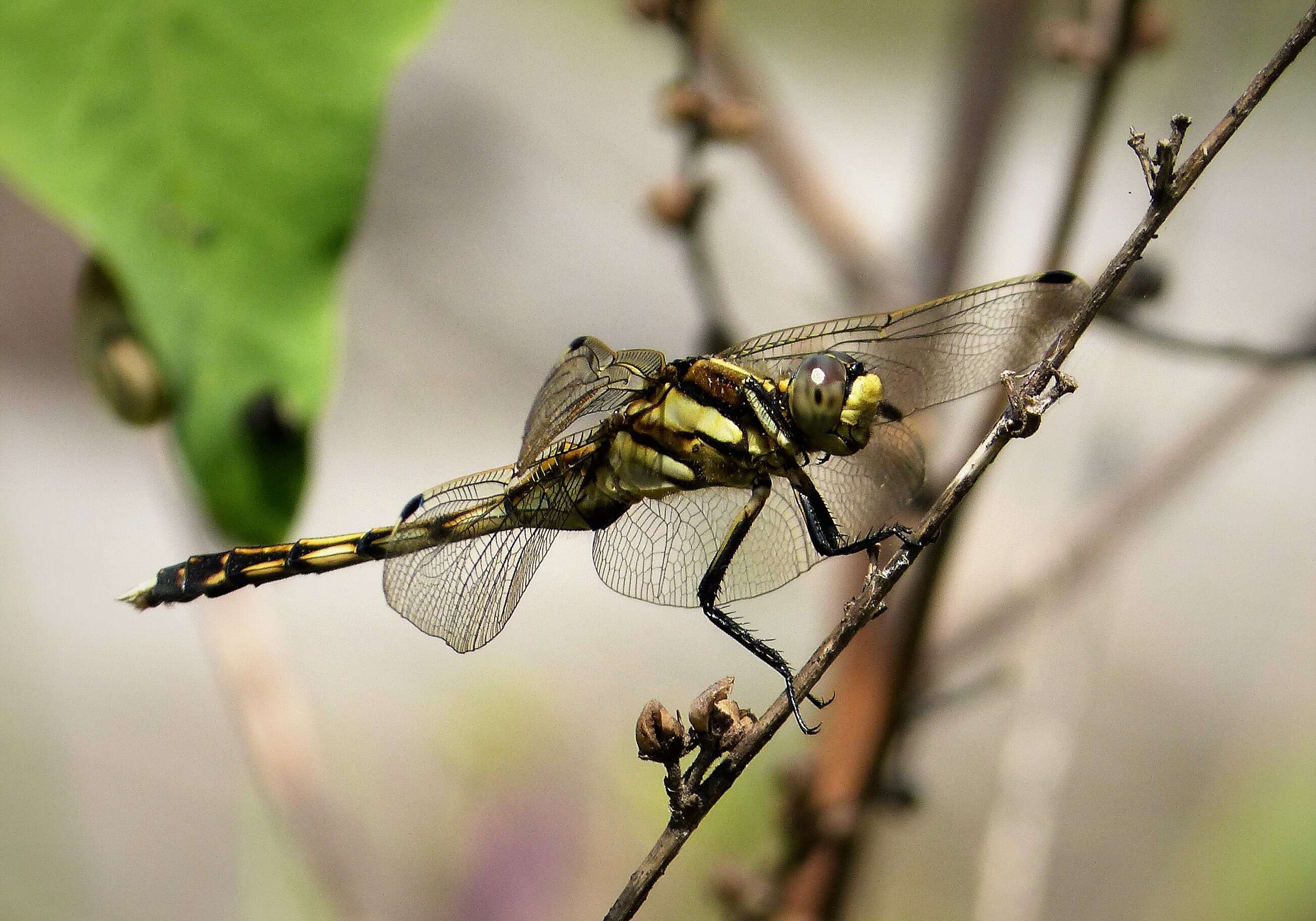 Image of Skimmers (Dragonflies)