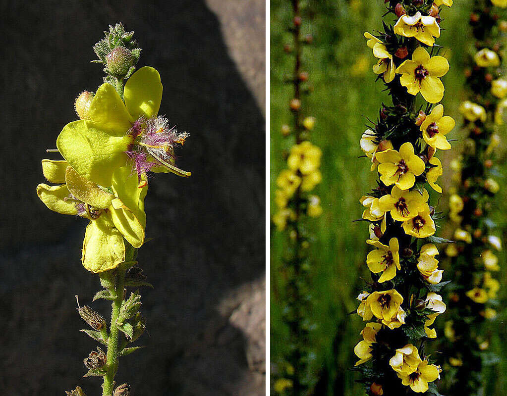 Image of wand mullein