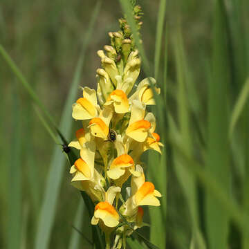 Image of Common Toadflax