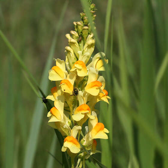 Image of Toadflax