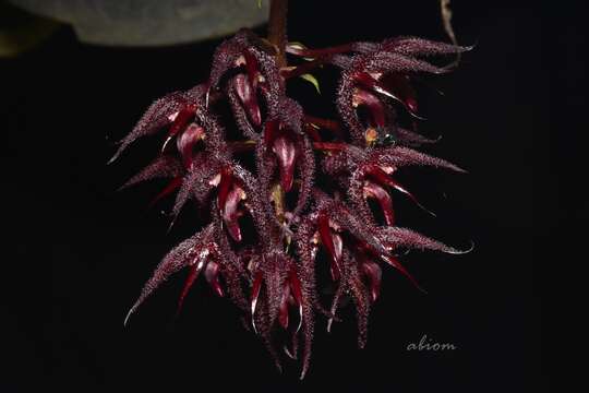 Imagem de Bulbophyllum lasianthum Lindl.