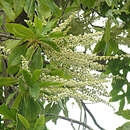 Image of Clethra vicentina Standl.