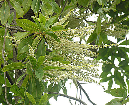 Image of Clethra vicentina Standl.