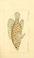 Image of Cromileptes altivelis