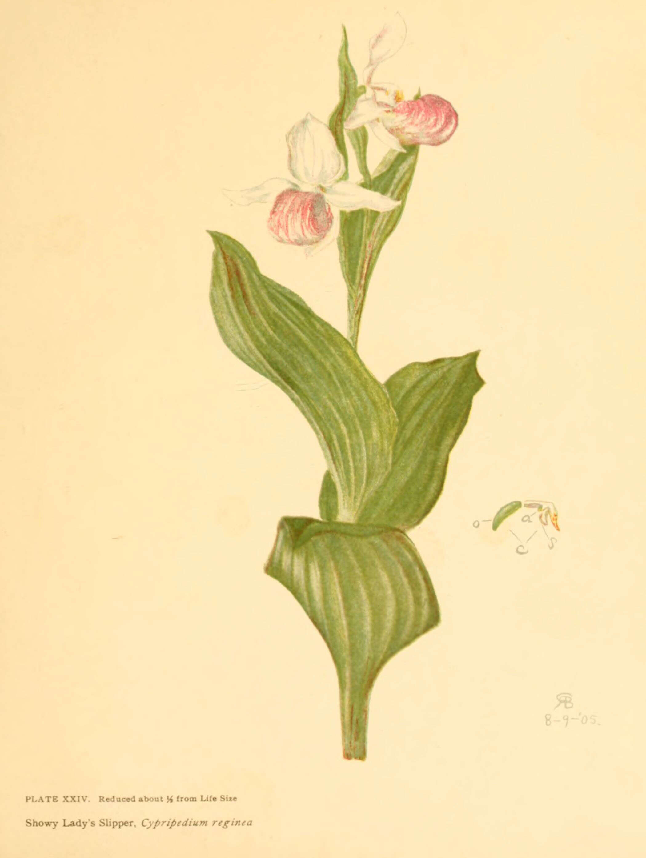 Image of Showy lady's slipper