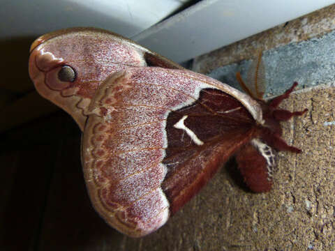 Image of Tulip-tree Silkmoth