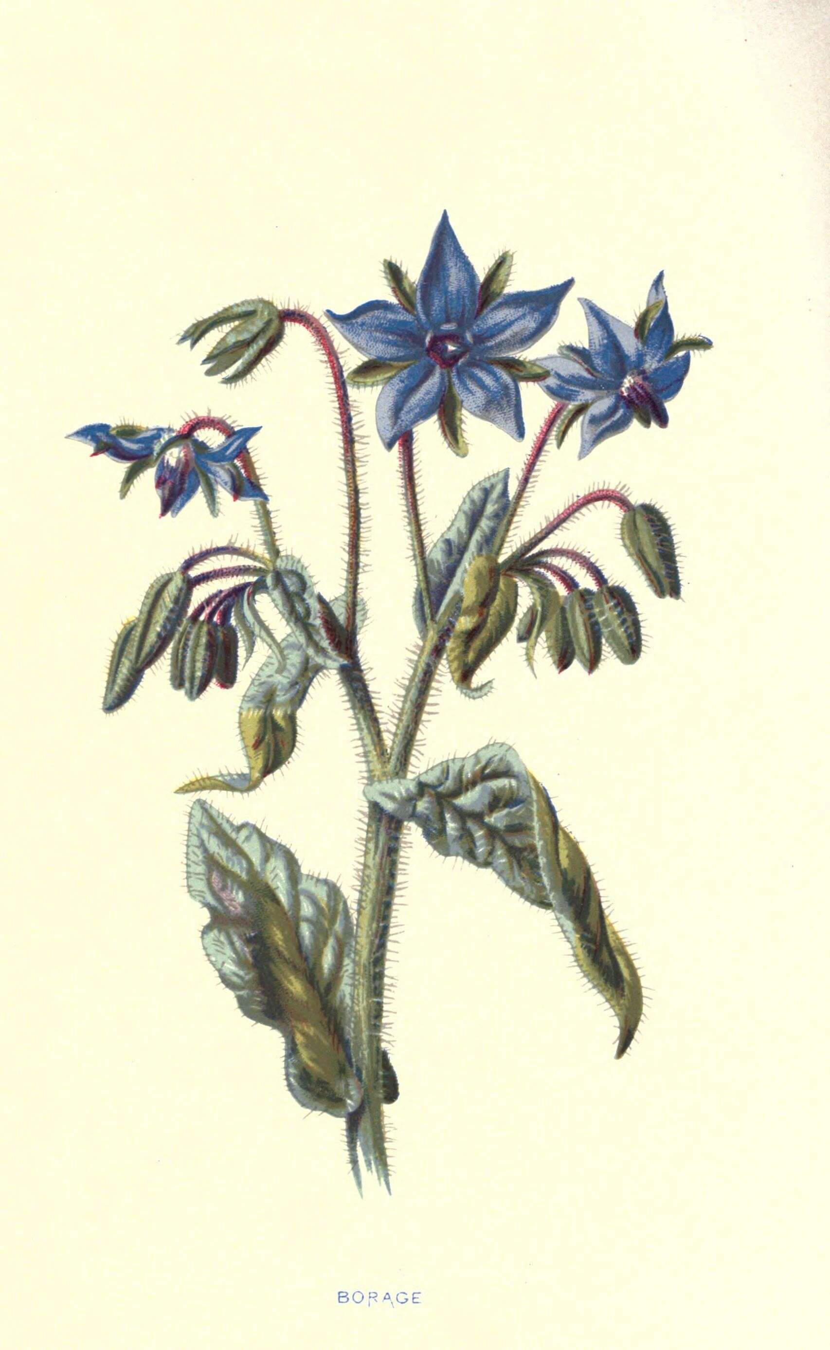 Image of borage