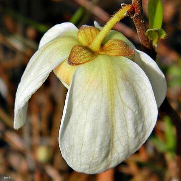 Image of netted pawpaw